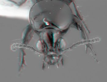 Media type: image;   Entomology 602176 Aspect: head 3D